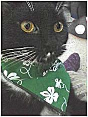 cat with neckerchief