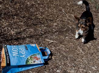 Bronny finds dog food bag