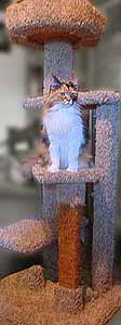 cat tree from Dee Stuff Pet Supply, Redding, Ca