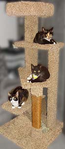 cat tree from Dee Stuff Pet Supply, Redding, CA