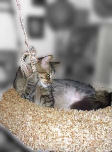 cat trees Dee Stuff, Pet Supply, Redding, CA