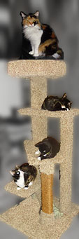 cat trees Dee Stuff, Pet Supply, Redding, CA