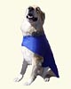 dog with coat, Dee Stuff, Redding CA