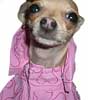 dog coats from Dee Stuff, Pet Supply near Redding, CA