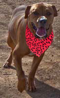 dog with neckerchief made by Dee Stuff, Pet Supply, Redding, CA