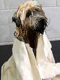 wetdog2