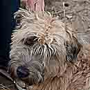 wet dog